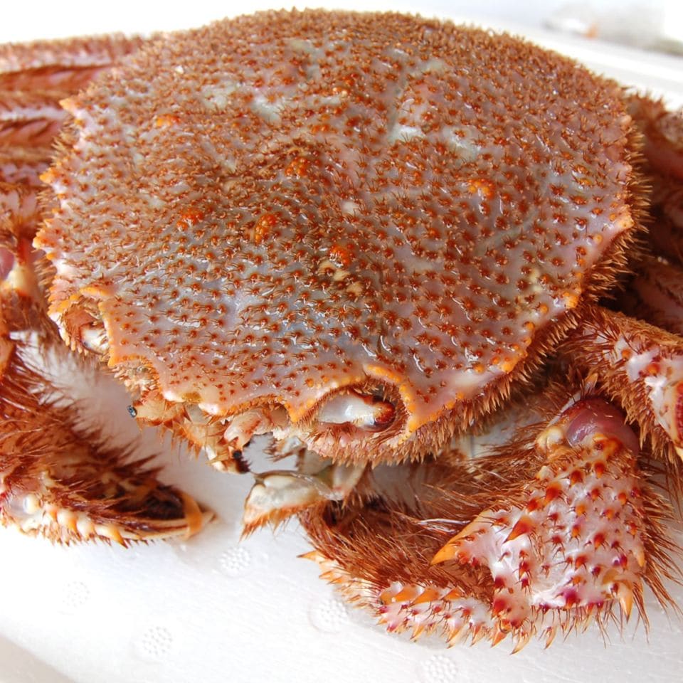 毛ガニ（活生）　1尾　約700ｇ程度 【浜坂産】　ケガニ 毛がに 産地直送 産直 お取り寄せ