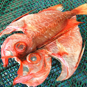日本海の高級魚！チカメキントキ開き（冷凍）　1尾　約300-349ｇ【浜坂産】（干物）
