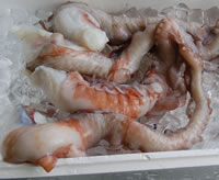 水たこ足（生冷凍）　特大　1本　約1.0-1.2ｋｇ【浜坂産】タコ、ミズダコ