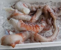【お刺身に】水たこ足（生冷凍）特大　1本　約900-990ｇ前後【浜坂産】タコ、ミズダコ