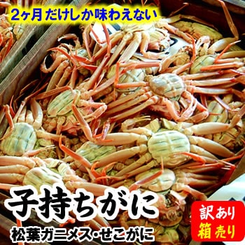 ≪業務用箱売り大特価≫【送料無料】訳あり・子持ちがに　小サイズ　1箱（20枚入） 【浜坂産】【着日指定不可】せこ,香箱