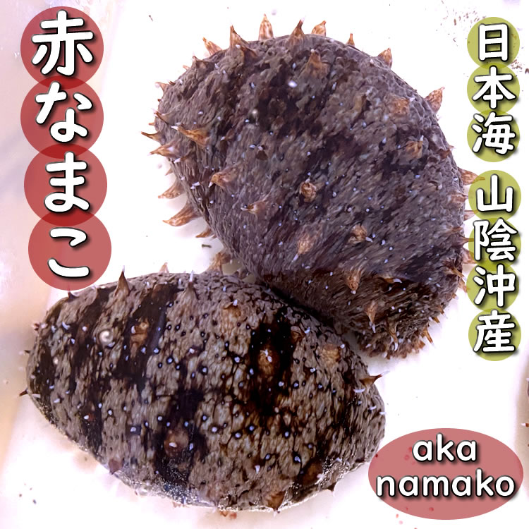 活きたままお届けします！（即日発送）日本海の天然・赤ナマコ（活生）　約900g～1ｋｇ前後　【浜坂産】　（赤なまこ・なまこ・海鼠）
