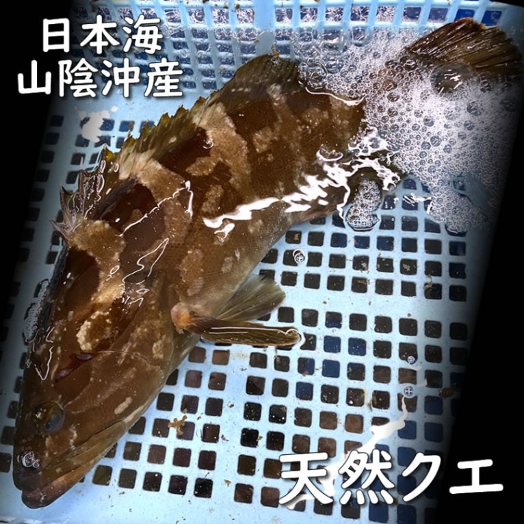 幻の高級魚　天然　活 クエ【活生】　1尾　約600-700ｇ前後　【浜坂産】　※活かしてますので、発送直前に〆てお届け致します。　（くえ、アラ、あら）