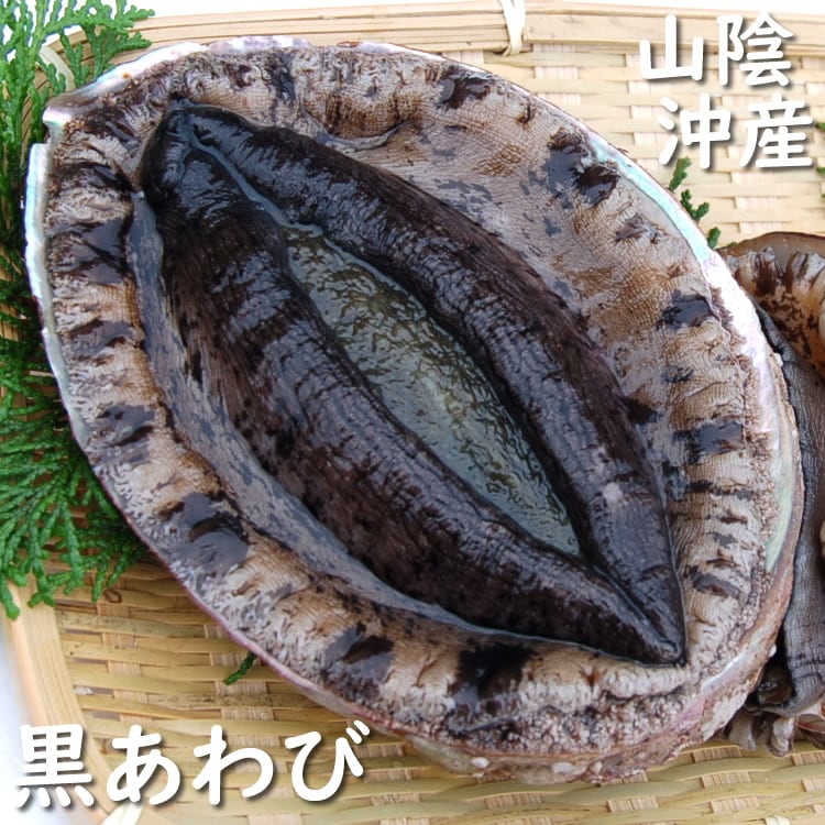 天然　黒あわび【活生】　1個　約80-99ｇ程度　【浜坂産】 （クロアワビ・鮑）