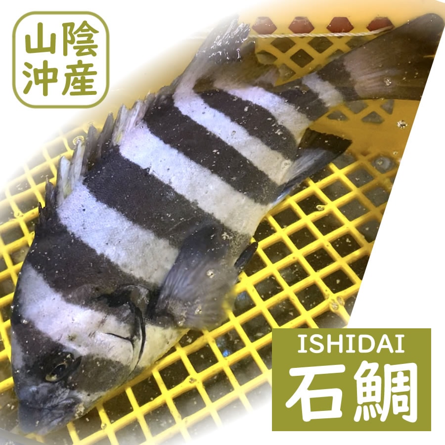 活・石鯛（生）　１尾　約400-490ｇ　【浜坂産】　※活かしてますので、発送直前に〆てお届け致します。　（いしだい・イシダイ）