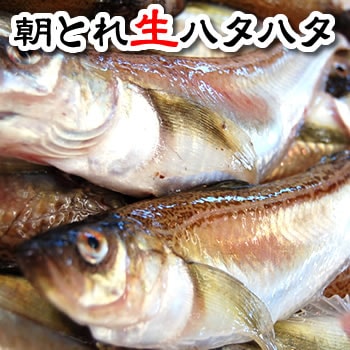 （旬もの予約・送料無料セール）朝とれ春のハタハタ（生）大きめサイズ　約1キロ詰（約9-15匹程度入）（山陰浜坂産）≪予約承り中≫1ｋｇ 今が旬！漁獲減で希少品。 お刺身に、煮付けに、塩焼きにどうぞ　（はたはた、白ハタ、とろハタ）