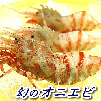 活〆おにえび（冷凍）サイズ混ざり（約140ｇ前後）[お刺身可]≪浜坂産≫幻のエビといわれるほど希少！（オニエビ、ゴジラエビ）