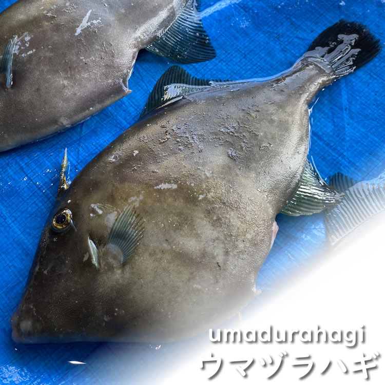 ウマヅラハギ（生）　1尾　約400-490g（原体の重さ）　【山陰沖産】　※内臓は除去済み（肝は付いてます）　(中甲、チュウコウ、かわはぎ、カワハギ）