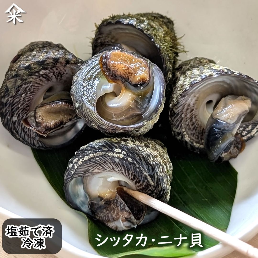 ニナ貝（しったか・みな貝） ボイル済 冷凍  小～大 サイズ混ざり 約450ｇ 浜坂産/舞鶴産 下処理済み 解凍してすぐ食べれます 塩茹で 処理済 バテイラ なんこ ナンコ シッタカ 尻高 巻貝