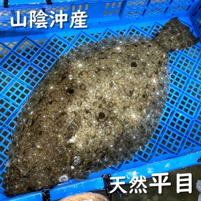 活・天然ヒラメ（生）　1尾　約400-490ｇ　【山陰沖産】　※活かしてますので、発送直前に〆てお届け致します。