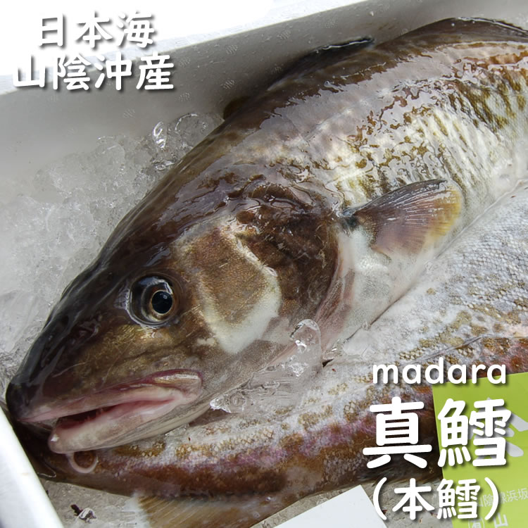 真鱈（生）１尾　約3.5ｋｇ（オス・白子入）　【浜坂産】 本鱈・ホンダラ・たら・タラ