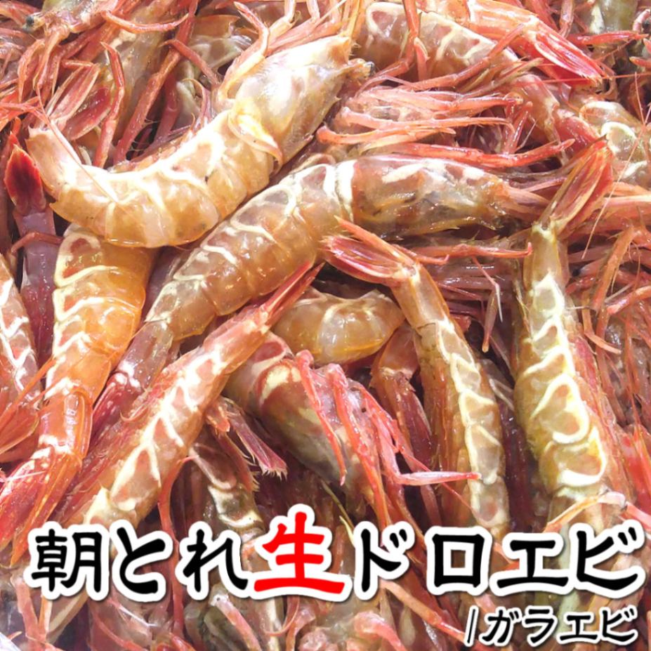 （旬もの予約・送料無料セール）どろえび（がらえび）【生】約1ｋｇ【浜坂産】知る人ぞ知る！日本海の隠れた逸品！（クロザコエビ・ドロエビ・ガサエビ・ガラエビ）