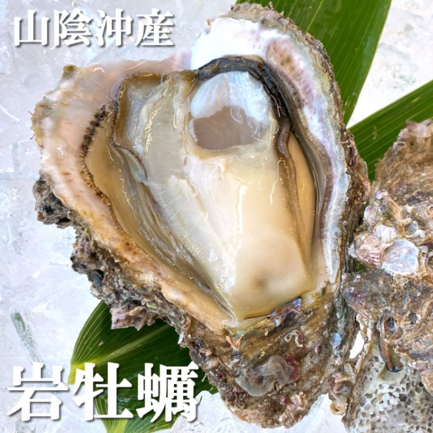 天然岩牡蠣 （生）　大～特大　3個【山陰沖産】　 （かき、カキ、イワガキ、いわがき、イワカキ、いわかき ）