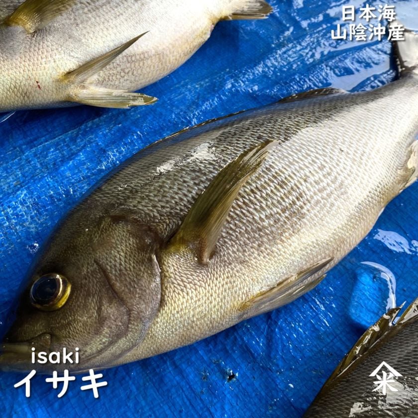 活・イサキ（生）　1尾　約500ｇ前後　【浜坂産】　※活かしてますので、発送直前に〆てお届け致します。　（いさき、イサギ、いさぎ）