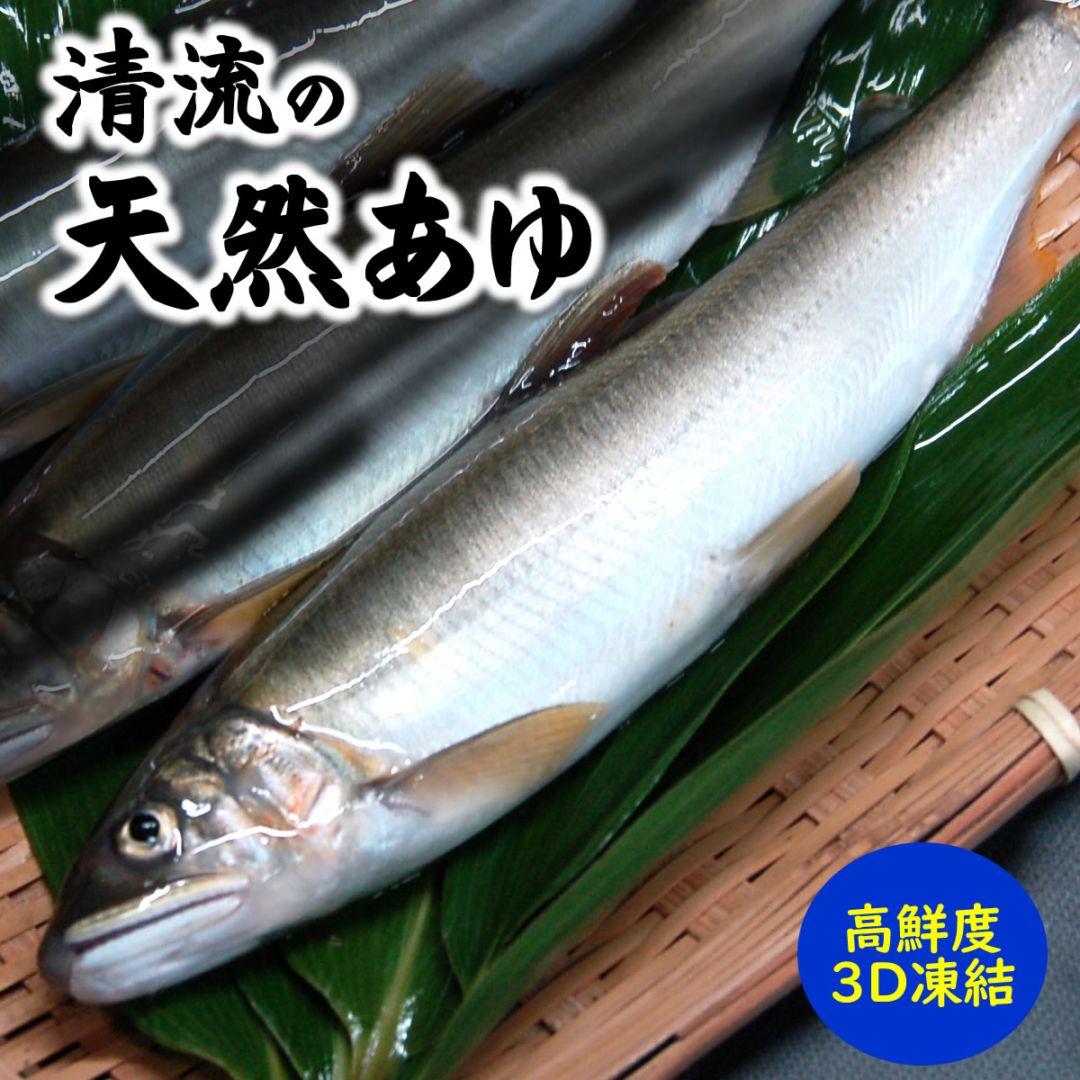 山陰・岸田川産　天然アユ（活〆・友釣り・生冷凍）　超特大　1尾　体長約23-25cm　真空パック　　（あゆ・鮎）