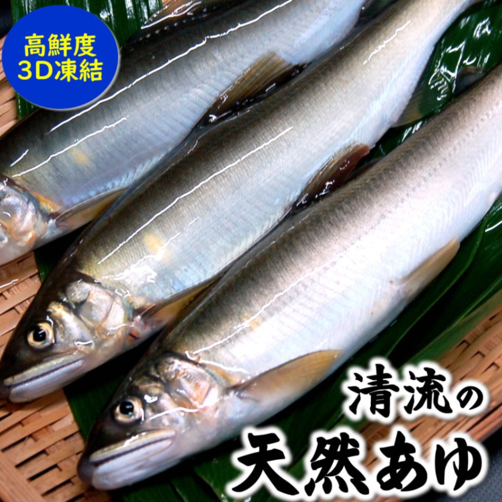 山陰・岸田川産　天然アユ（活〆・友釣り・生冷凍）　１尾　体長約19-21cm程度  真空パック　　（あゆ・鮎）