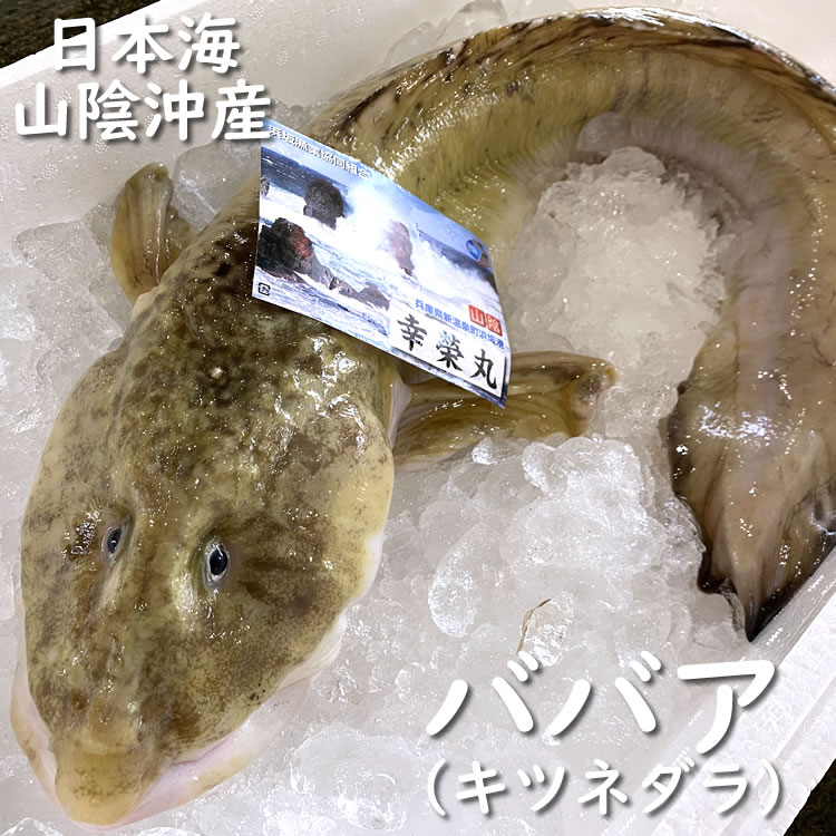 ババア（生）　1尾　約2.5-3.0ｋｇ前後　【浜坂産】　（きつねだら、たなかげんげ、ばばあ、ばばちゃん）