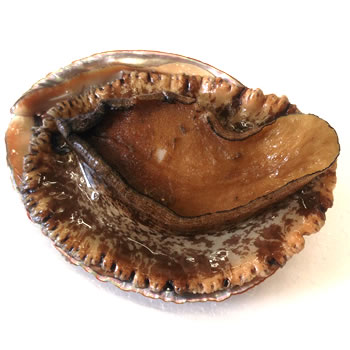 天然　メガイ（赤アワビ）（活生）　1個　約150-199ｇ程度　【浜坂産】　　（アカアワビ・鮑）