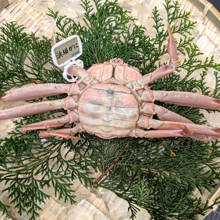 ≪即日発送限定≫タグ付き セコガニ 訳あり【活生orボイル】大～特大サイズ　1匹【浜坂産】（松葉ガニメス、親ガニ、せこがに、セコ、香箱、蟹、こっぺ、コッペ、訳あり、規格外）