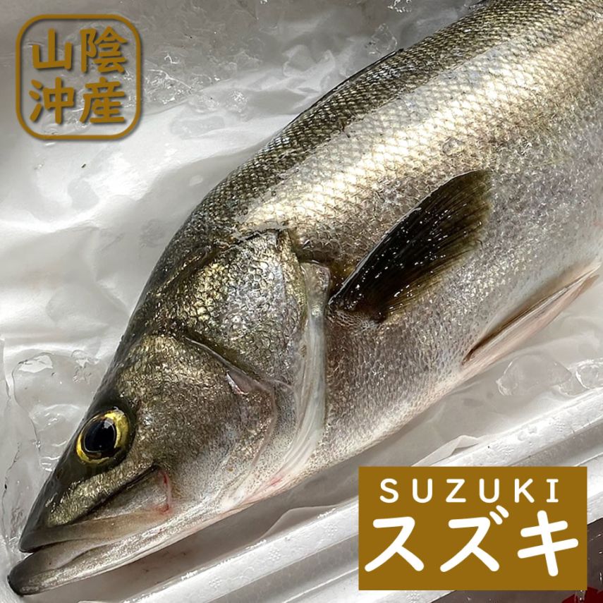 スズキ（生）　1尾　約1.7-2.0ｋｇ　 【山陰沖 兵庫県 浜坂産 】　すずき 鱸