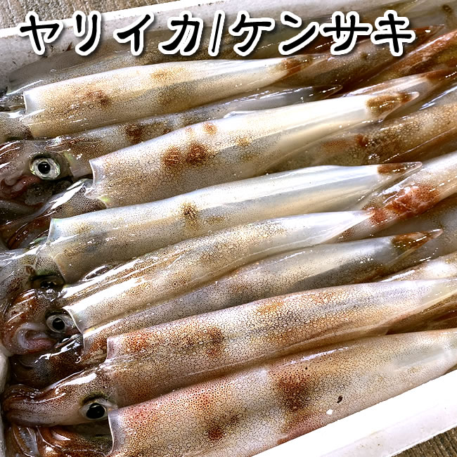 （送料無料）ヤリイカ（生冷凍）約800ｇ前後（4-8杯前後入）【浜坂産】（別名：ケンサキイカ、テナシイカ）