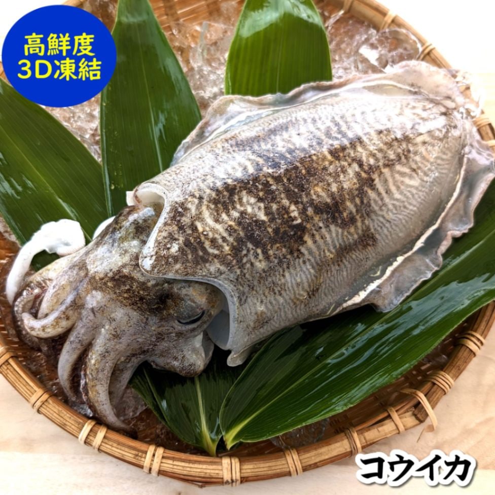 コウイカ（冷凍）　１杯　約200-249ｇ　【兵庫県浜坂産】　個包装