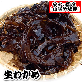 （旬もの予約・送料無料）地元漁師さんが育てた　朝とれ生わかめ（冷蔵）たっぷり約1kg（500ｇ×2）（山陰沖産）　※２セットご注文で500ｇ増量!!　≪予約承り中≫　海藻 海草 国内産 国産 若布 若芽 ワカメ