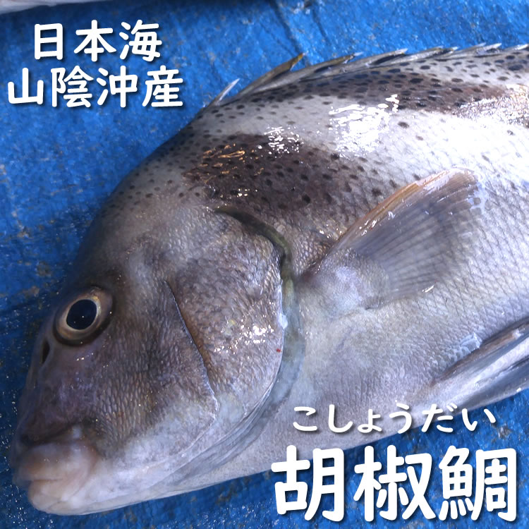 コショウダイ（生）　1尾　約1.8-2.0ｋｇ　【山陰沖産】　（胡椒鯛）
