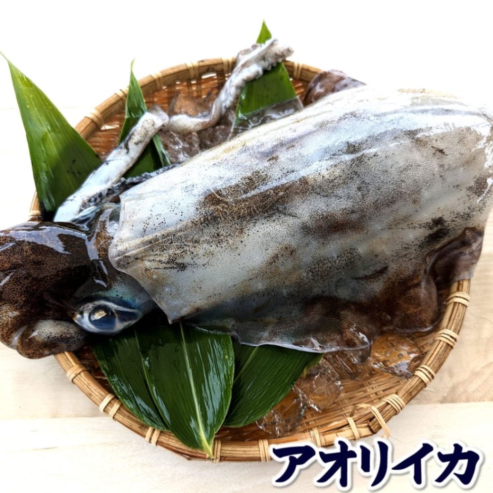 ミミ付きまるごとソデイカ【アカイカ】12.5kgタルイカ【お刺身が美味い！】和歌山県産【2019年4月水揚げ】入荷しました！【1円スタート！】