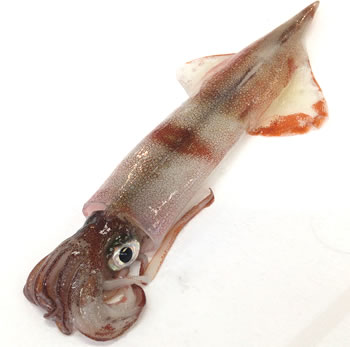 ヤリイカ（生冷凍）１杯　200-250ｇ【兵庫県浜坂産】（別名：ケンサキイカ、テナシイカ）個包装 生食可 刺身用 さしみ