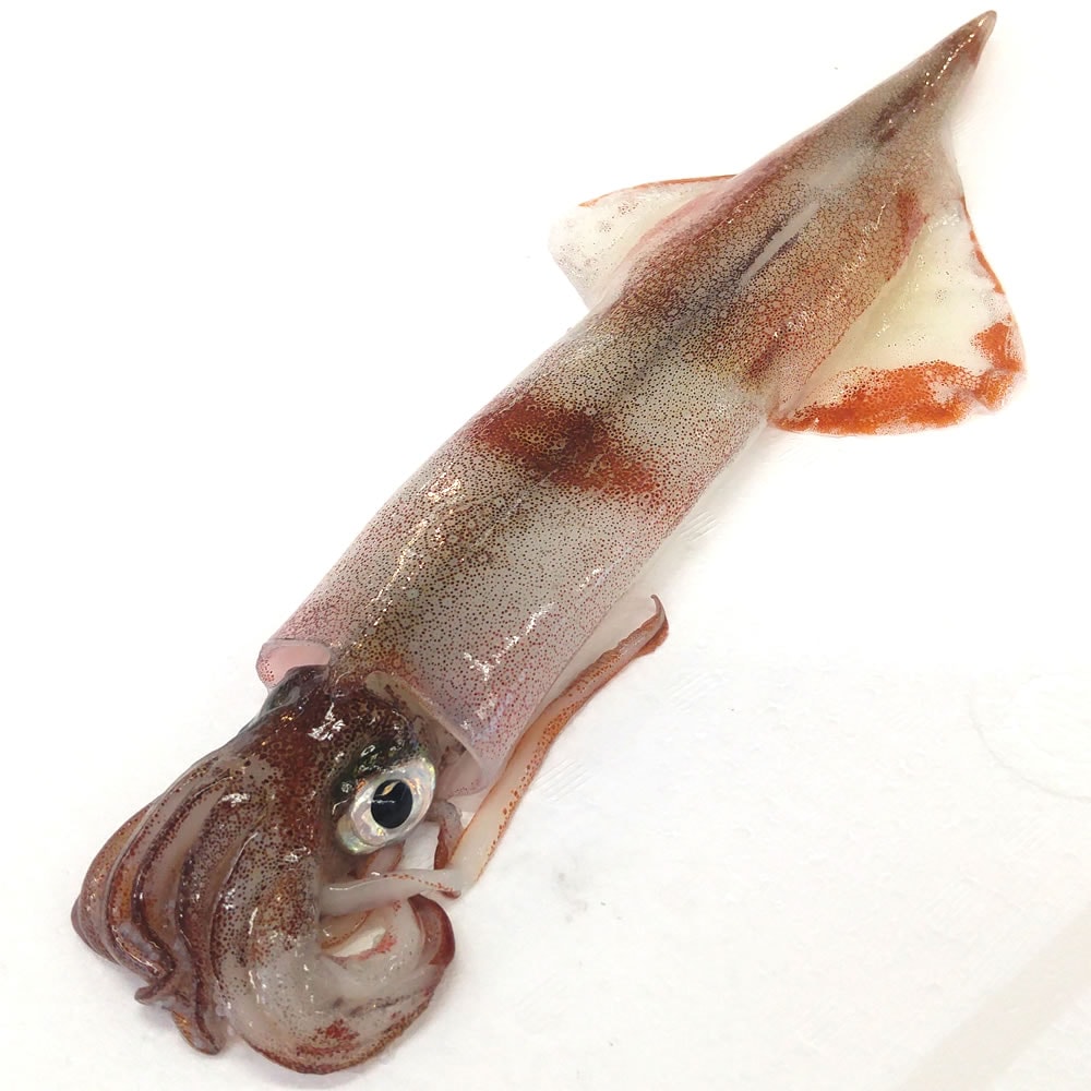 ヤリイカ（生冷凍）大　１杯　約300-350ｇ　個包装【兵庫県浜坂産】（別名：ケンサキイカ、テナシイカ）個包装 生食可 刺身用 さしみ