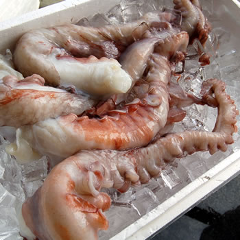 水たこ足（活生）　１本　約700-790ｇ　【浜坂産】　大きい 大 特大 蛸 タコ ミズダコ 刺身さしみ生食しゃぶしゃぶゆで酢の物 産地直送 産直 お取り寄せ