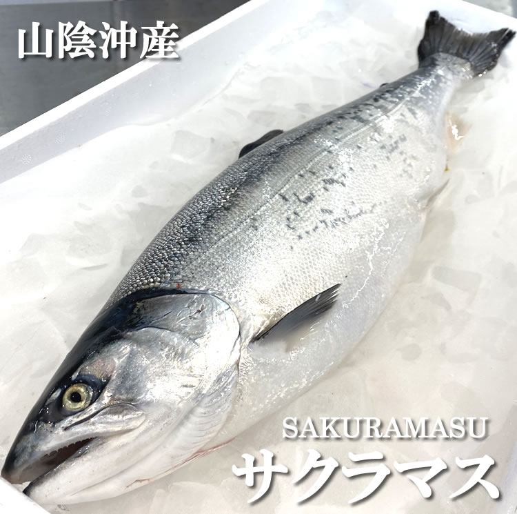 天然サクラマス（生）　1尾　約2.0-2.5ｋｇ　希少【浜坂産】　（さくらます・鱒）