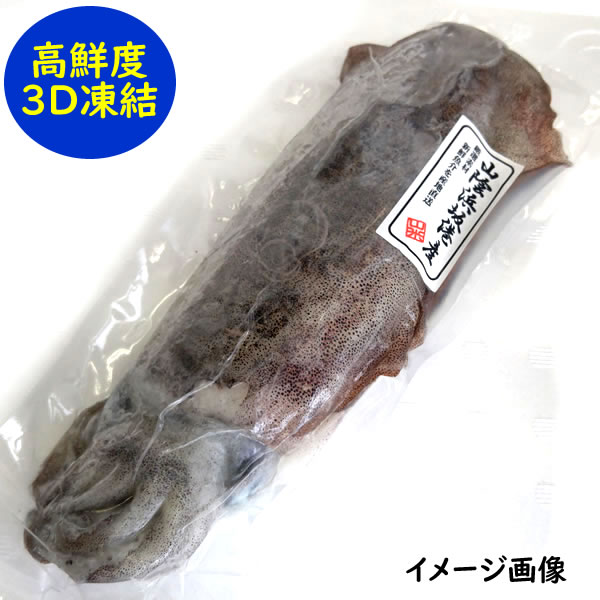 最高級！お刺身用！アオリイカ（冷凍） 特大 1杯入 約1.2-1.5kg（胴