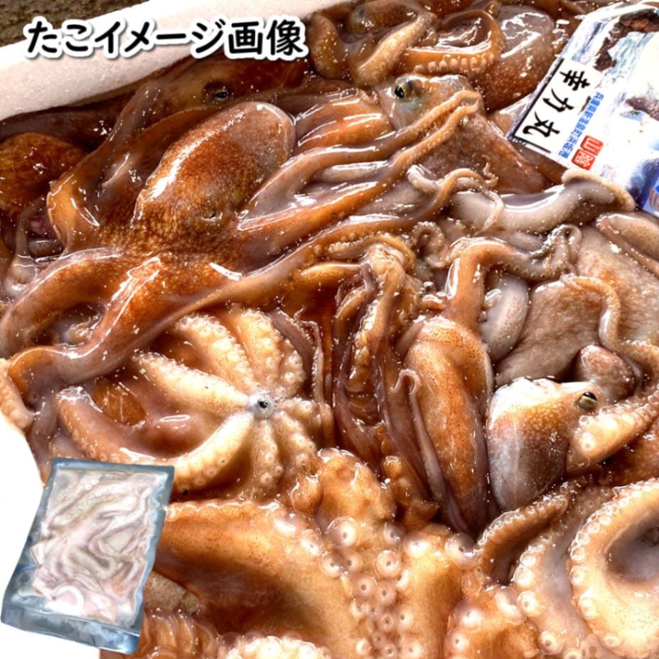 小だこ（生冷凍） 約1kg入り 【浜坂産】 ※大小混ざり とれたてを冷凍