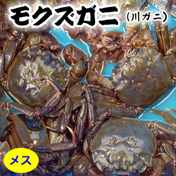 天然　モクズガニ【活生】メス　特大　1尾　【国産（兵庫県産）】　（ツガニ、ケガニ、カワガニ、ヤマタロウガニ）