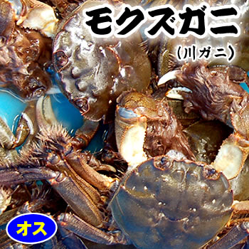 天然　モクズガニ【活生】オス　特大　1尾（300-350ｇ程度）  【国産（兵庫県産）】（ツガニ、ケガニ、カワガニ、ヤマタロウガニ）