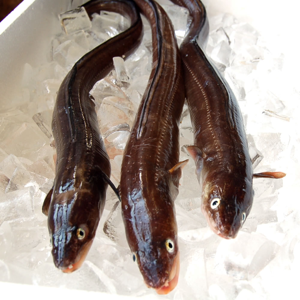 アナゴ（生）小　1尾 約40-44cｍ前後（内臓除去済）　【山陰沖産】 小さい Sサイズ 穴子 あなご 鮮魚 魚 蒲焼き 白焼き 煮付 塩焼き 産地直送 産直 お取り寄せ