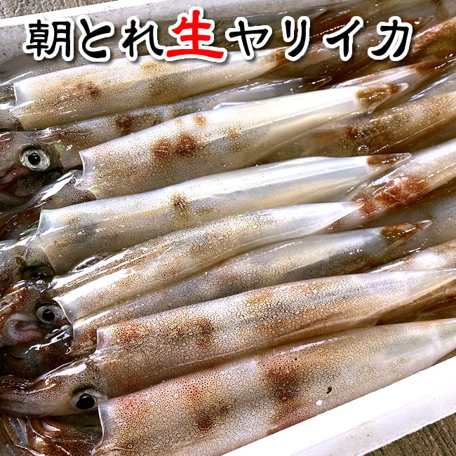 （旬もの予約・送料無料）朝とれヤリイカ（生）約1ｋｇ入（5-8杯前後入）山陰沖産（別名：ケンサキイカ・テナシイカ）予約販売 朝獲れ 1kg