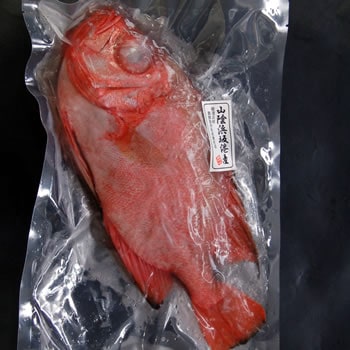 チカメキントキ（生冷凍・調理済み）１尾　原体約1.1-1.3ｋｇ程度 （38-42ｃｍ程度）（山陰浜坂産）