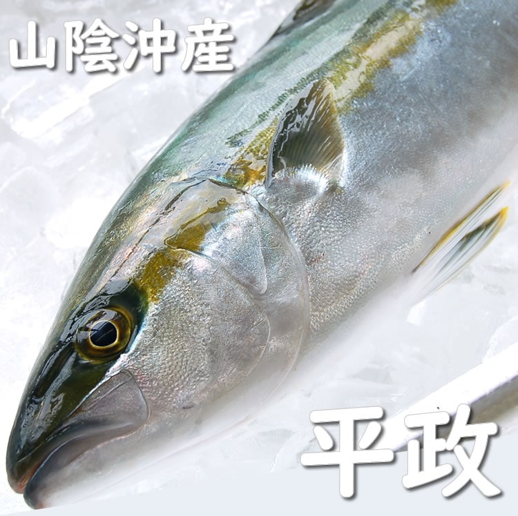 天然　平政（生）　１尾　 約1.0-1.2ｋｇ前後　【浜坂産】　（ヒラマサ・ひらまさ）