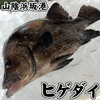 活・ヒゲダイ（生）　1尾　約400-490ｇ　【浜坂産】　※活かしてますので、発送直前に〆てお届け致します。　（ひげだい）