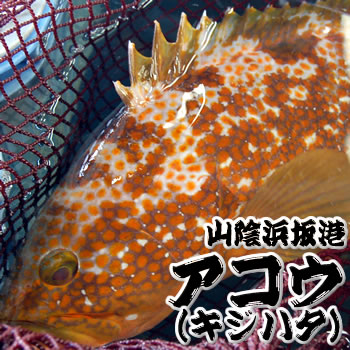 超高級魚　活・アコウ（生）　1尾　約250-299ｇ　【浜坂産】　※活かしてますので、発送直前に〆てお届け致します。(キジハタ、アカミズ、赤水)