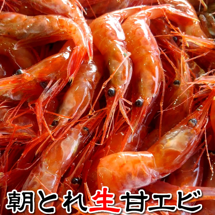 （旬もの予約・送料無料セール）甘えび（生）1ｋｇ　【浜坂産】　一年で一番おいしい今の時期の甘エビを食べてみませんか。（あまえび・アマエビ・海老・甘エビ）