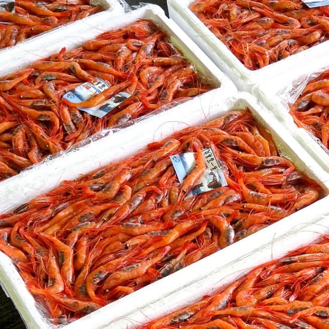 甘エビ（冷凍）約200g入（浜坂産）（あまえび、アマエビ、甘えび、海老）