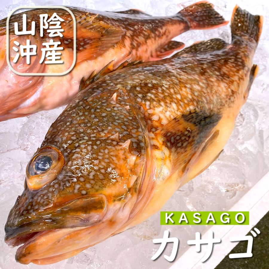 カサゴ（生）　1尾　約1.0-1.2ｋｇ【浜坂産】大きい 特大 サイズ かさご ガシラ がしら 磯 魚 根魚 白身 煮付 唐揚げ