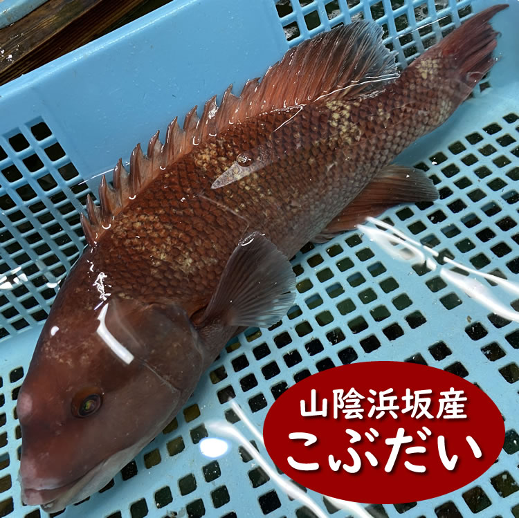 活・コブダイ（生）　1尾　約1.5-1.9ｋｇ　【浜坂産】　　※活かしてますので、発送直前に〆てお届け致します。