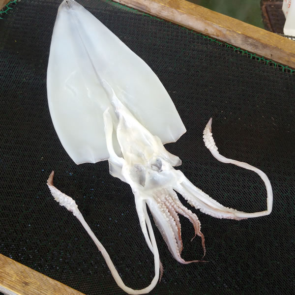 天日干し「白イカ」（冷凍）　超特大　１枚　約450-550ｇ　【浜坂産】