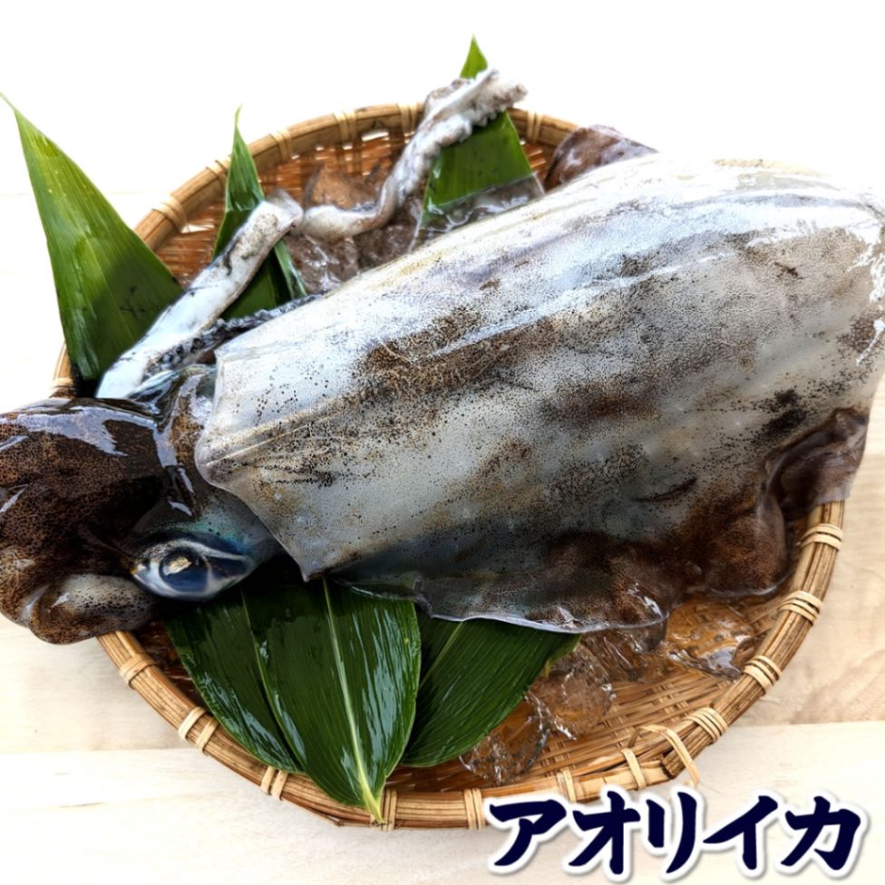アオリイカ（生）　1杯　約1.2-1.5ｋｇ前後【兵庫県浜坂産】　(あおりいか・烏賊）刺身 さしみ 生食 刺身 いか 大きい 産地直送 産直 お取り寄せ