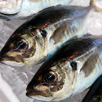 マアジ（真鯵）【生】　1尾　約300-390ｇ　【山陰沖産】